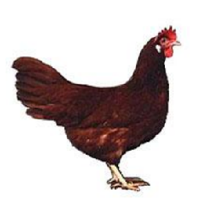 Italiener - zum Schließen ins Bild klicken