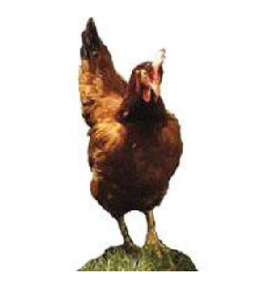 Rhodeländer - zum Schließen ins Bild klicken