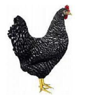 Sperber - zum Schließen ins Bild klicken