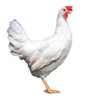 Weiss - zum Schließen ins Bild klicken